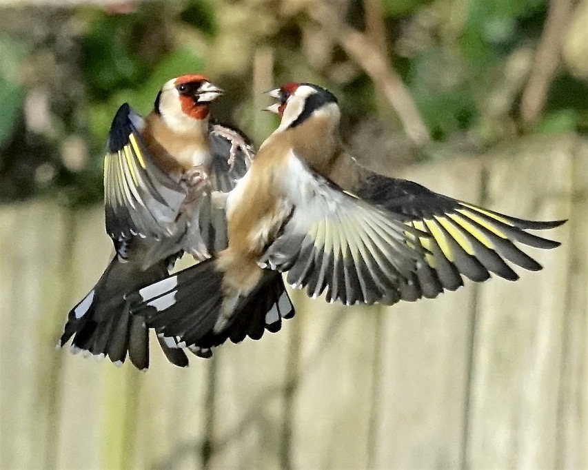 goldfinch